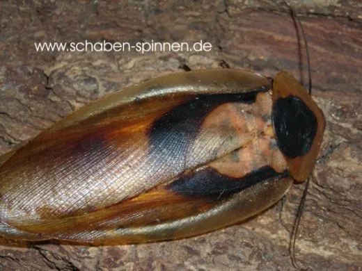 Blaberus craniifer - 15 Stück