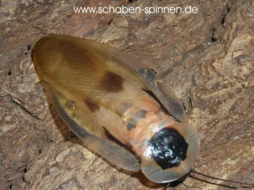 Blaberus craniifer - 15 Stück