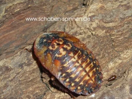 Blaberus craniifer - 15 Stück