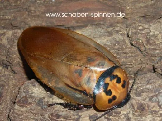 Eublaberus distanti - 10 Stück mixed