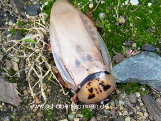 Eublaberus distanti "Ivory" - 10 Stück mixed