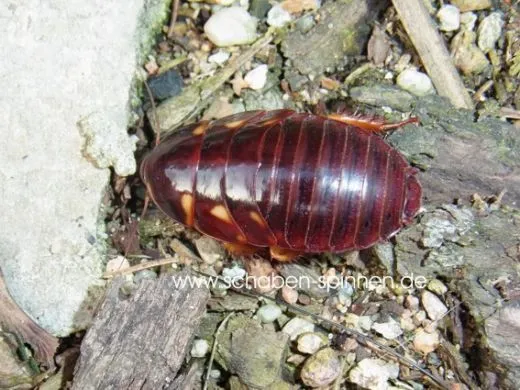 Eublaberus distanti "Ivory" - 10 Stück mixed