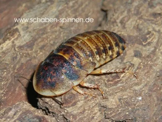 Blaptica dubia - 30 -40 Stück mixed