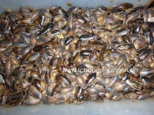 Blaptica dubia - 1 Kg subadult /adult