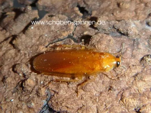 Dipteretrum hanstroemi - 100 Stück all size