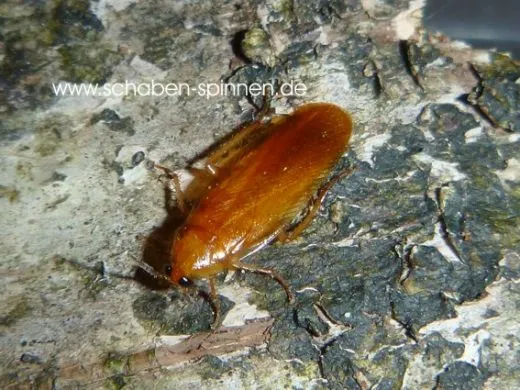 Dipteretrum hanstroemi - 100 Stück all size