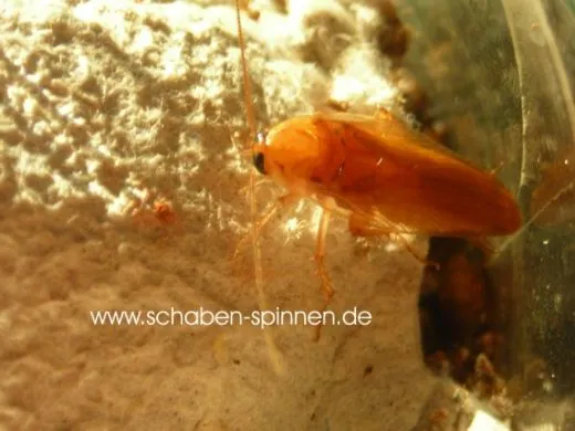 Episymploce sundaica - ca. 100 Stück all size