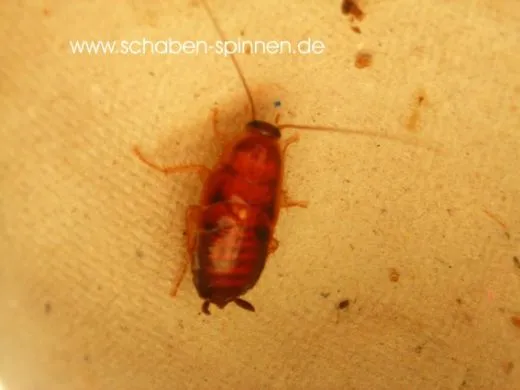 Episymploce sundaica - ca. 100 Stück all size