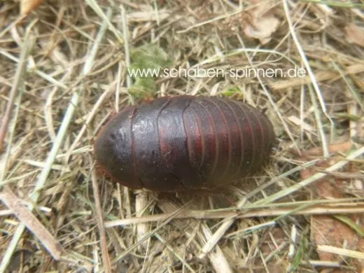 Eublaberus marajoara - 12 Stück mixed