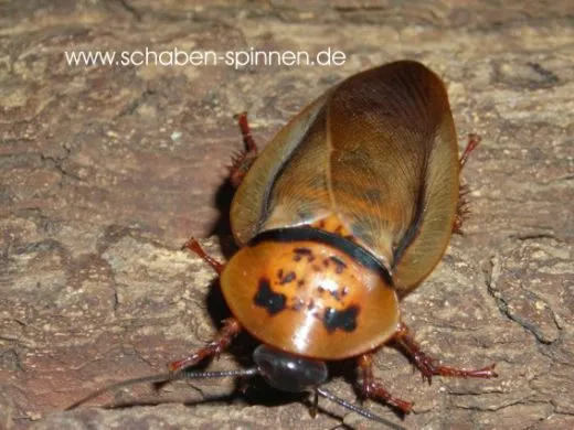 Eublaberus posticus - 15 Stück mixed