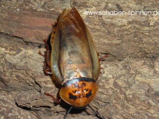 Eublaberus posticus - 15 Stück mixed