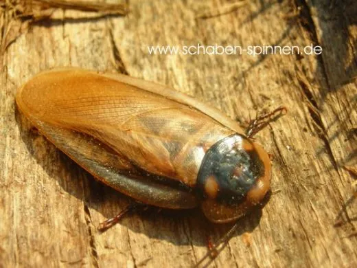 Eublaberus serranus - 15 Stück mixed