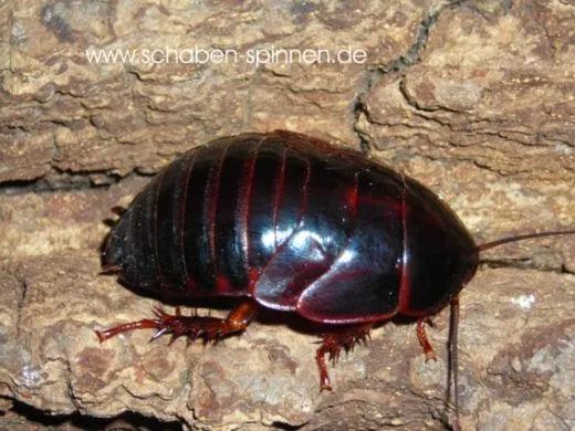 Eublaberus serranus - 15 Stück mixed