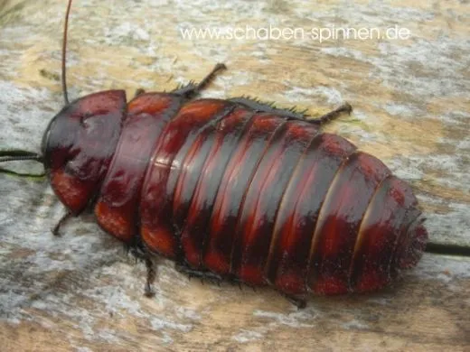 Aeluropoda insignis - 10 Stück mixed