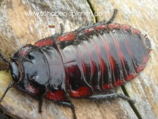 Aeluropoda insignis - 10 Stück mixed