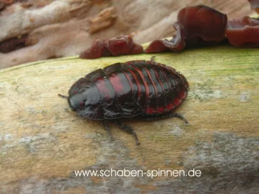 Aeluropoda insignis - 10 Stück mixed