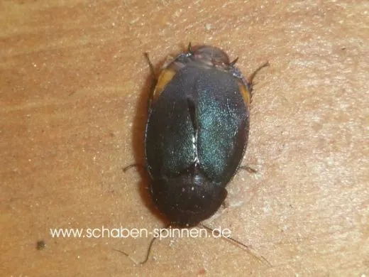 Eucorydia yasumatsui - 10 Stück mixed