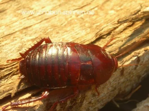 Eurycotis floridiana - 20 Stück all size