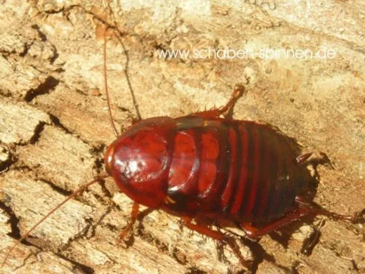 Eurycotis floridiana - 20 Stück all size