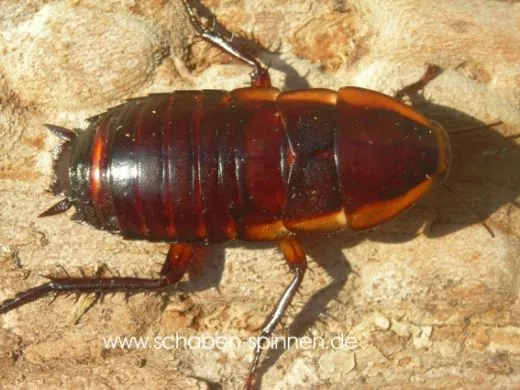 Eurycotis opaca spec. 1 - 100 Stück all size