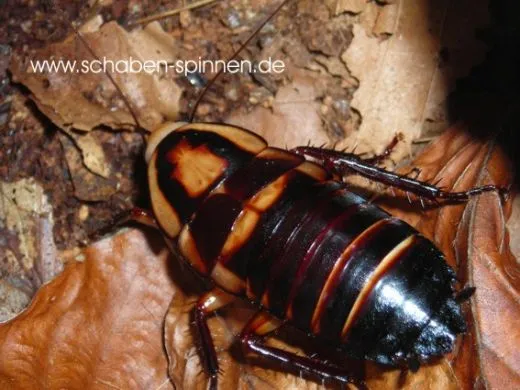 Eurycotis opaca spec 2 - 10 Stück all size