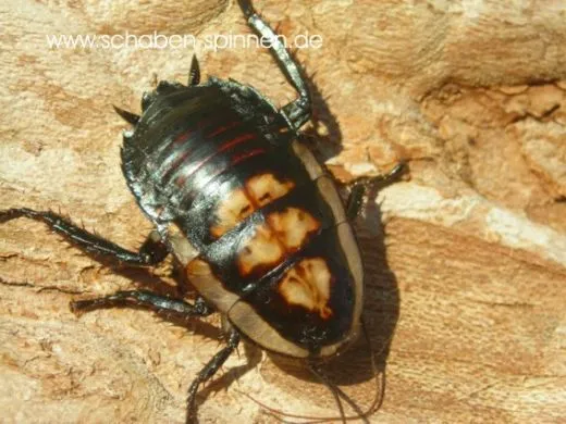 Eurycotis opaca spec 2 - 10 Stück all size