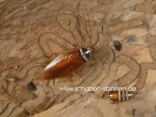 Euthlastoblatta abortiva - 15 Stück all size