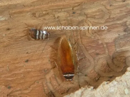 Euthlastoblatta abortiva - 15 Stück all size