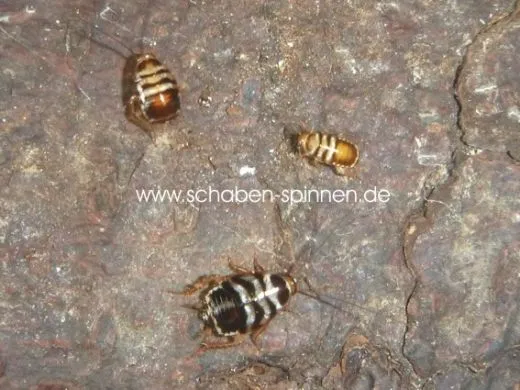 Euthlastoblatta abortiva - 15 Stück all size