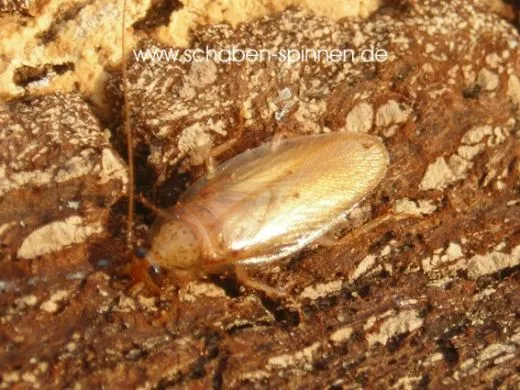 Euthlastoblatta diaphana - 15 Stück all size