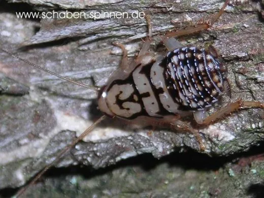 Euthlastoblatta diaphana - 15 Stück all size