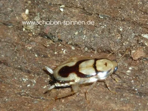 Euthlastoblatta diaphana - 15 Stück all size