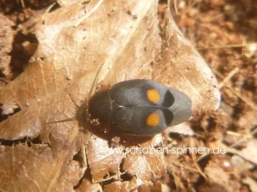 Euthyrrhapha pacifica - 10 Stück mixed