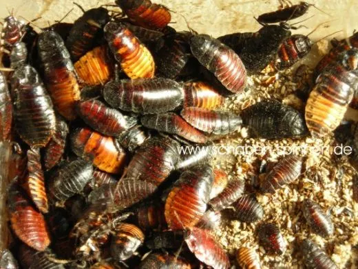 Fauchschaben - Futtermix - 15 Stück mixed