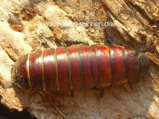 Gromphadorrhina oblongonata - 10 Stück mixed