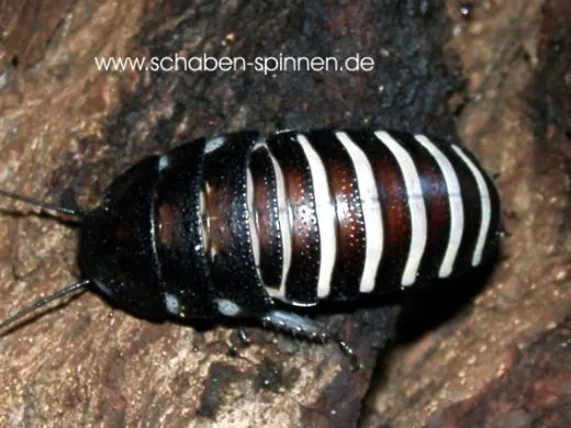 Gromphadorrhina oblongonata - 10 Stück mixed