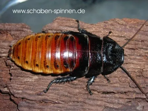 Gromphadorrhina portentosa - 10 Stück mixed