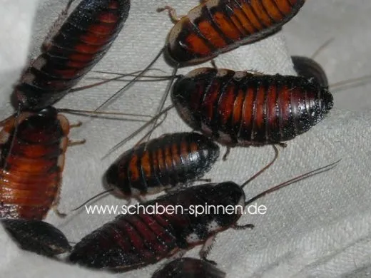 Gromphadorrhina portentosa - 10 Stück mixed