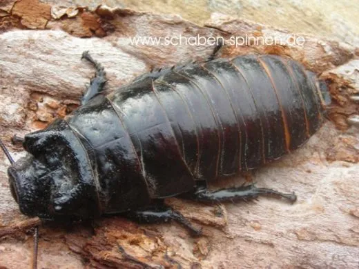 Gromphadorrhina portentosa " Black " - 10 Stück mixed