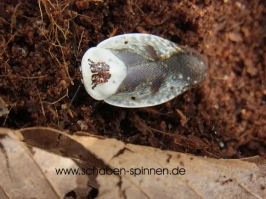 Gyna caffrorum - 12 Stück mixed