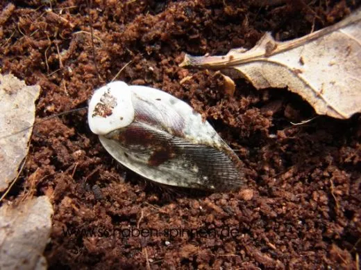 Gyna caffrorum - 12 Stück mixed