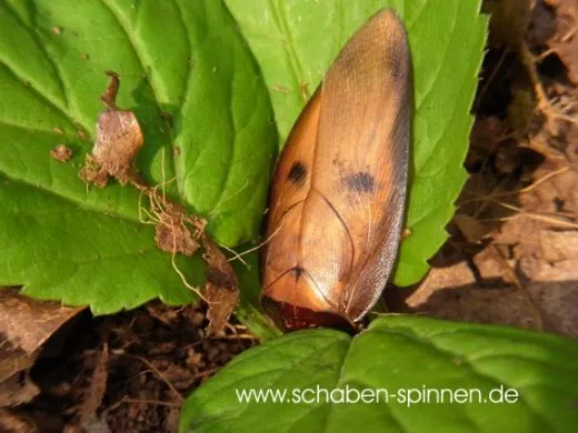 Gyna capucina - 10 Stück mixed