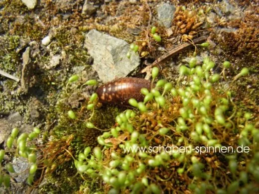 Gyna capucina - 10 Stück mixed