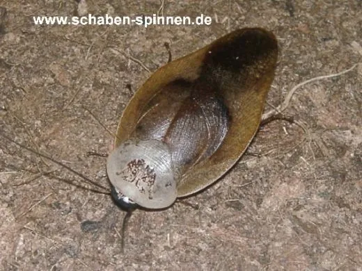 Gyna lurida - 10 Stück mixed