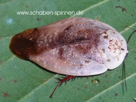 Gyna lurida - 10 Stück mixed