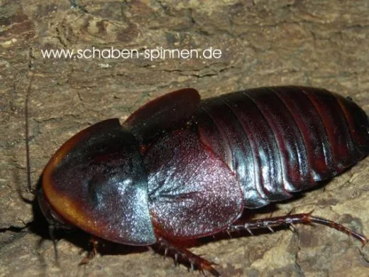 Hemiblabera brunneri -15 Stück mixed