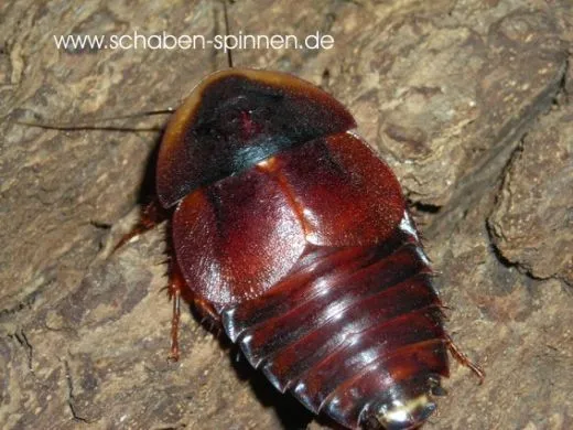 Hemiblabera brunneri -15 Stück mixed