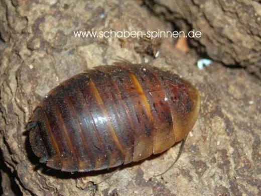 Hemiblabera brunneri -15 Stück mixed