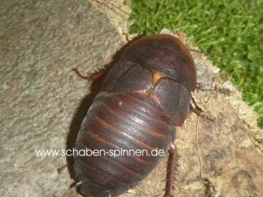 Hemiblabera granulata - 10 Stück mixed