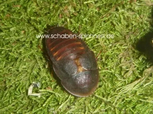 Hemiblabera granulata - 10 Stück mixed